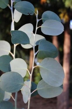 Mappa Tassie Cold Hardy Eucalyptus Tree (Eucalyptus Pauciflora) - 2 Gallon Pot 11 Mappa Tassie Cold Hardy Eucalyptus Tree (Eucalyptus Pauciflora) - 2 Gallon Pot -US Fruit Trees Sales Store Eucalytptus Mappa Tassie BS