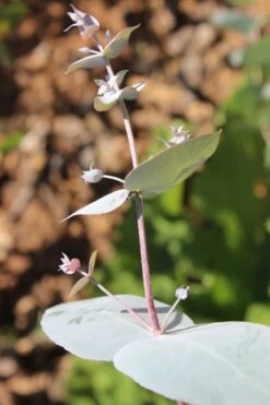 Maggie Cold Hardy Eucalyptus Tree (Eucalyptus Nova Anglica) - 2 Gallon Pot -US Fruit Trees Sales Store Eusalyptus Maggie 1 500x750 4