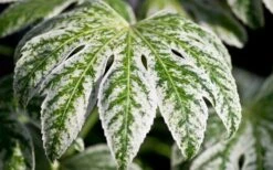 Spider's Web Fatsia - Japanese Aralia Paper Plant - 1 Gallon Pot -US Fruit Trees Sales Store Fatsia Spider Web close Up 3