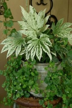 Spider's Web Fatsia - Japanese Aralia Paper Plant - 1 Gallon Pot -US Fruit Trees Sales Store Fatsia Spiders Web 21 3