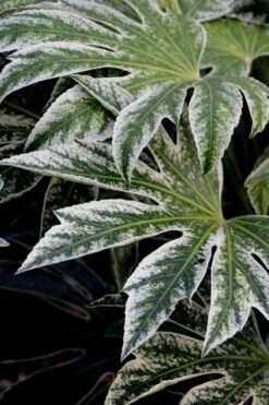 Spider's Web Fatsia - Japanese Aralia Paper Plant - 2 Gallon Pot -US Fruit Trees Sales Store Fatsia Spiders Web 24