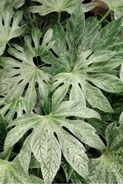Spider's Web Fatsia - Japanese Aralia Paper Plant - 2 Gallon Pot -US Fruit Trees Sales Store Fatsia Spiders Web 33