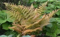 Autumn Fern (Dryopteris Erythrosora) - 3 Gallon -US Fruit Trees Sales Store Fern Autumn 1 2