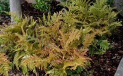 Autumn Fern (Dryopteris Erythrosora) - 3 Gallon -US Fruit Trees Sales Store Fern Autumn 2 2