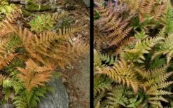 Autumn Fern (Dryopteris Erythrosora) - 3 Gallon -US Fruit Trees Sales Store Fern Autumn 4 2