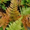 Autumn Fern - Dryopteris Erythrosora - 1 Gallon Pot
