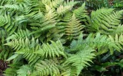 Autumn Fern - Dryopteris Erythrosora - 1 Gallon Pot -US Fruit Trees Sales Store Fern Autumn Summer 1
