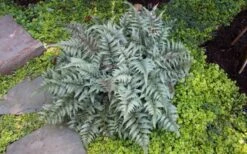 Japanese Painted Fern - 1 Gallon Pot 13 Japanese Painted Fern - 1 Gallon Pot -US Fruit Trees Sales Store Fern Japanese Painted 13 1