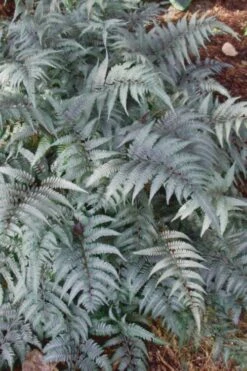 Japanese Painted Fern - 1 Gallon Pot 14 Japanese Painted Fern - 1 Gallon Pot -US Fruit Trees Sales Store Fern Japanese Painted 500x750 2