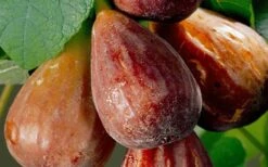 Brown Turkey Fig Tree - 6 Pack Of 1 Gallon Pots -US Fruit Trees Sales Store Fig Brown Turkey 20