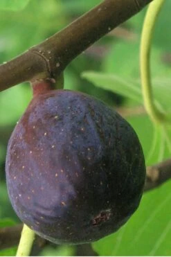 LSU Purple Fig Tree - 1 Gallon Pot