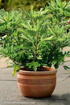 Little Ruby Dwarf Fig Tree - 3 Gallon Pot -US Fruit Trees Sales Store Fig Little Miss Figgy 1