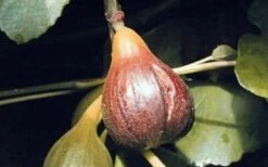 Magnolia Fig Tree - 1 Gallon Pot -US Fruit Trees Sales Store Fig Magnolia