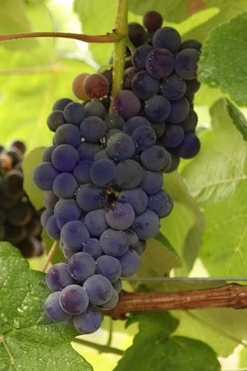 Mars Seedless Grape - 2 Gallon Pot 1 Mars Seedless Grape - 2 Gallon Pot