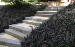 Black Mondo Grass - Ophiopogon Planiscapus 'Nigrescens' - 6 Pack Of 1 Gallon Pots -US Fruit Trees Sales Store Grass Mondo Black