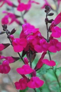 Heatwave Brilliance Salvia (Sage) - 1 Gallon Pot -US Fruit Trees Sales Store Heatwave Brilliance Salvia 500x750 1