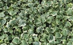 Anne Marie White Variegated Ivy (Hedera Helix) - 10 Count Flat Of Pint Pots 9 Anne Marie White Variegated Ivy (Hedera Helix) - 10 Count Flat Of Pint Pots -US Fruit Trees Sales Store Ivy Anne Marie 2