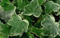 Anne Marie White Variegated Ivy (Hedera Helix) - 6 Pack Of 2.5" Pots 8 Anne Marie White Variegated Ivy (Hedera Helix) - 6 Pack Of 2.5" Pots -US Fruit Trees Sales Store Ivy Anne Marie 50 1