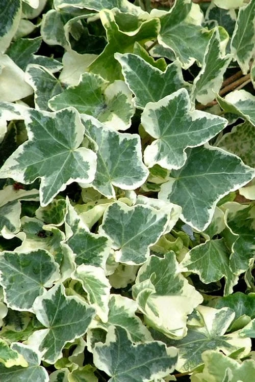 Anne Marie White Variegated Ivy (Hedera Helix) - 5 Pack Of Pint Pots 1 Anne Marie White Variegated Ivy (Hedera Helix) - 5 Pack Of Pint Pots