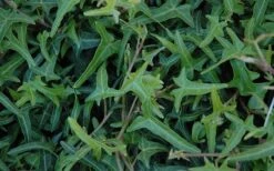 Needlepoint Ivy (Hedera Helix) - 5 Pack Of Pint Pots 8 Needlepoint Ivy (Hedera Helix) - 5 Pack Of Pint Pots -US Fruit Trees Sales Store Ivy Needlepoint 50 2