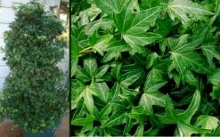 Needlepoint Ivy (Hedera Helix) - 5 Pack Of Pint Pots 9 Needlepoint Ivy (Hedera Helix) - 5 Pack Of Pint Pots -US Fruit Trees Sales Store Ivy Needlepoint Combo 2