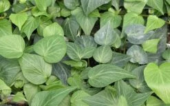 Teardrop Ivy (Hedera Helix) - 10 Pack Of Pint Pots -US Fruit Trees Sales Store Ivy Tear Drop