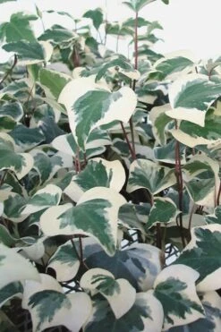 Variegated Algerian Ivy (Hedera Algeriensis 'Gloire De Marengo') - 5 Pack Of Pint Pots 10 Variegated Algerian Ivy (Hedera Algeriensis 'Gloire De Marengo') - 5 Pack Of Pint Pots -US Fruit Trees Sales Store Ivy Variegated Algerian 500x750 1