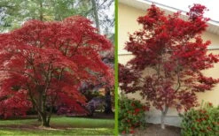 Emperor 1 Japanese Maple - 5 Gallon Pot (4'-5') -US Fruit Trees Sales Store Japanese Maple 2 1