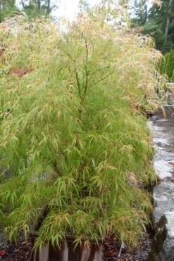 Aoyagi Gawa Strapleaf Japanese Maple - 1 Gallon Pot 7 Aoyagi Gawa Strapleaf Japanese Maple - 1 Gallon Pot -US Fruit Trees Sales Store Japanese Maple Aoyagi Gawa 1