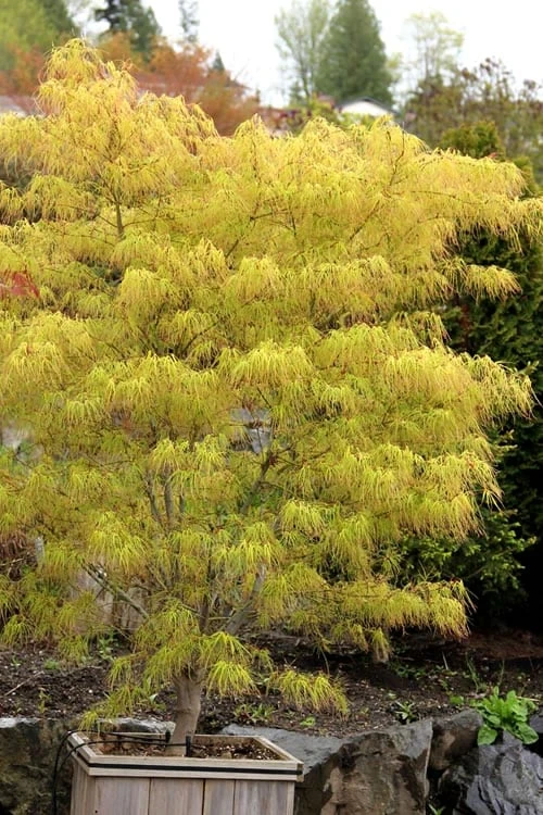 Aoyagi Gawa Strapleaf Japanese Maple - 1 Gallon Pot 1 Aoyagi Gawa Strapleaf Japanese Maple - 1 Gallon Pot