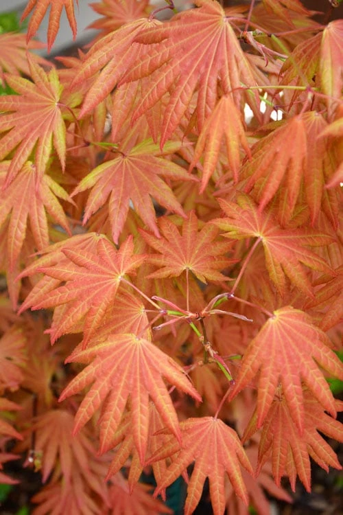 Autumn Moon Japanese Maple - 5 Gallon Pot (3-4') 1 Autumn Moon Japanese Maple - 5 Gallon Pot (3-4')