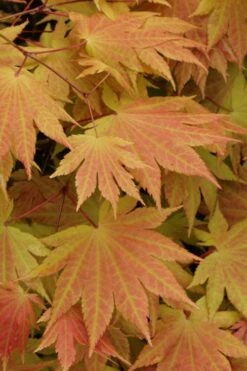 Autumn Moon Japanese Maple - 5 Gallon Pot (3-4') 10 Autumn Moon Japanese Maple - 5 Gallon Pot (3-4') -US Fruit Trees Sales Store Japanese Maple Autumn Moon 3