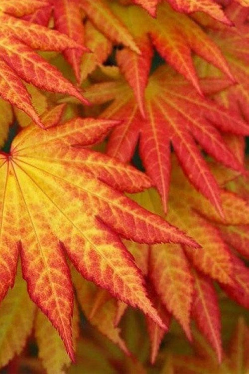 Autumn Moon Japanese Maple - 5 Gallon Pot (3-4') 5 Autumn Moon Japanese Maple - 5 Gallon Pot (3-4') - Image 5