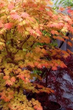 Autumn Moon Japanese Maple - 5 Gallon Pot (3-4') 13 Autumn Moon Japanese Maple - 5 Gallon Pot (3-4') -US Fruit Trees Sales Store Japanese Maple Autumn Moon 7
