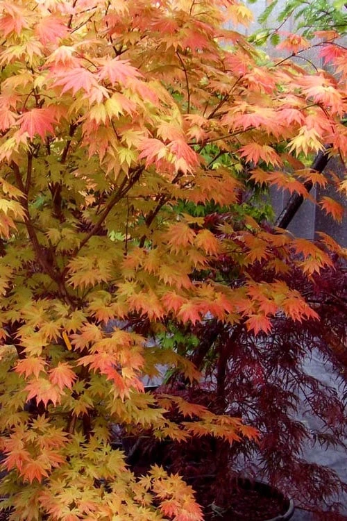 Autumn Moon Japanese Maple - 5 Gallon Pot (3-4') 7 Autumn Moon Japanese Maple - 5 Gallon Pot (3-4') - Image 7