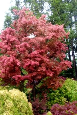 Beni Fushigi Japanese Maple - 1 Gallon Pot 12 Beni Fushigi Japanese Maple - 1 Gallon Pot -US Fruit Trees Sales Store Japanese Maple Beni Fushigi 1