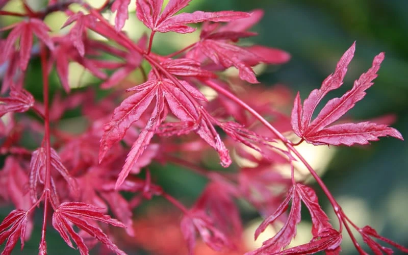 Beni Fushigi Japanese Maple - 1 Gallon Pot 4 Beni Fushigi Japanese Maple - 1 Gallon Pot - Image 4