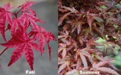 Beni Fushigi Japanese Maple - 1 Gallon Pot 11 Beni Fushigi Japanese Maple - 1 Gallon Pot -US Fruit Trees Sales Store Japanese Maple Beni Fushigi 5