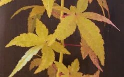 Bihou Yellow Bark Japanese Maple - 1 Gallon Pot -US Fruit Trees Sales Store Japanese Maple Bihou Yellow Bark