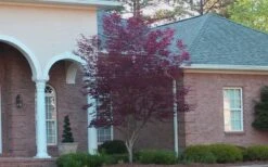 Bloodgood Red Leaf Japanese Maple - 1 Gallon Pot 16 Bloodgood Red Leaf Japanese Maple - 1 Gallon Pot -US Fruit Trees Sales Store Japanese Maple Bloodgood 2