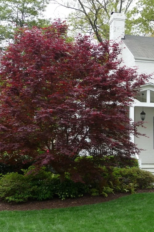 Bloodgood Red Leaf Japanese Maple - 5 Gallon Pot (2-3') 4 Bloodgood Red Leaf Japanese Maple - 5 Gallon Pot (2-3') - Image 4