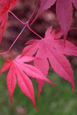 Bloodgood Red Leaf Japanese Maple - 5 Gallon Pot (2-3') 13 Bloodgood Red Leaf Japanese Maple - 5 Gallon Pot (2-3') -US Fruit Trees Sales Store Japanese Maple Boodgood 22