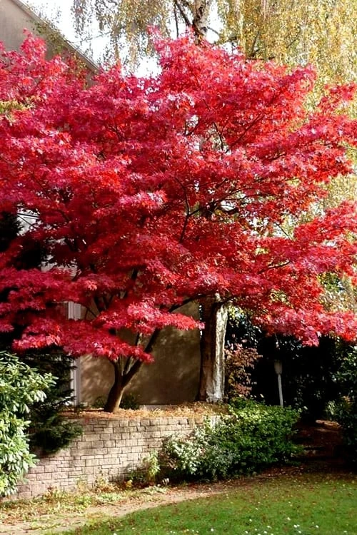 Bloodgood Red Leaf Japanese Maple - 5 Gallon Pot (2-3') 6 Bloodgood Red Leaf Japanese Maple - 5 Gallon Pot (2-3') - Image 6