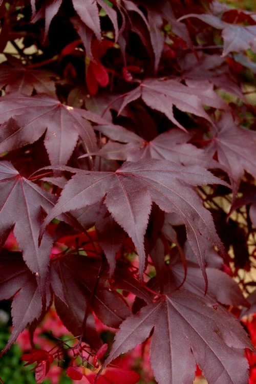 Bloodgood Red Leaf Japanese Maple - 5 Gallon Pot (2-3') 5 Bloodgood Red Leaf Japanese Maple - 5 Gallon Pot (2-3') - Image 5