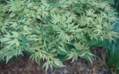 Butterfly Japanese Maple - 1 Gallon Pot 13 Butterfly Japanese Maple - 1 Gallon Pot -US Fruit Trees Sales Store Japanese Maple Butterfly 3 1