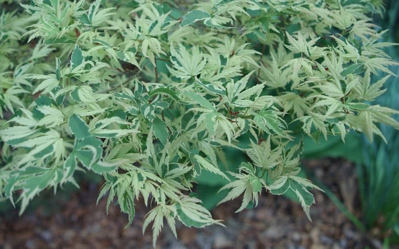 Butterfly Japanese Maple - 1 Gallon Pot 7 Butterfly Japanese Maple - 1 Gallon Pot - Image 7