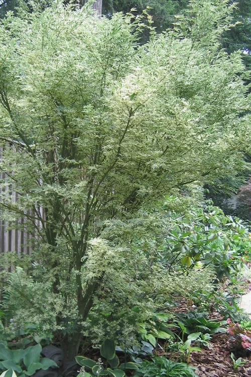 Butterfly Japanese Maple - 1 Gallon Pot 1 Butterfly Japanese Maple - 1 Gallon Pot