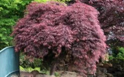 Crimson Queen Dwarf Japanese Maple - 5 Gallon Pot -US Fruit Trees Sales Store Japanese Maple Crimson Queen 22 2