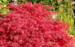 Crimson Queen Dwarf Japanese Maple - 5 Gallon Pot -US Fruit Trees Sales Store Japanese Maple Crimson Queen 51 3
