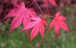 Bloodgood Red Leaf Japanese Maple - 1 Gallon Pot 14 Bloodgood Red Leaf Japanese Maple - 1 Gallon Pot -US Fruit Trees Sales Store Japanese Maple Fall Color